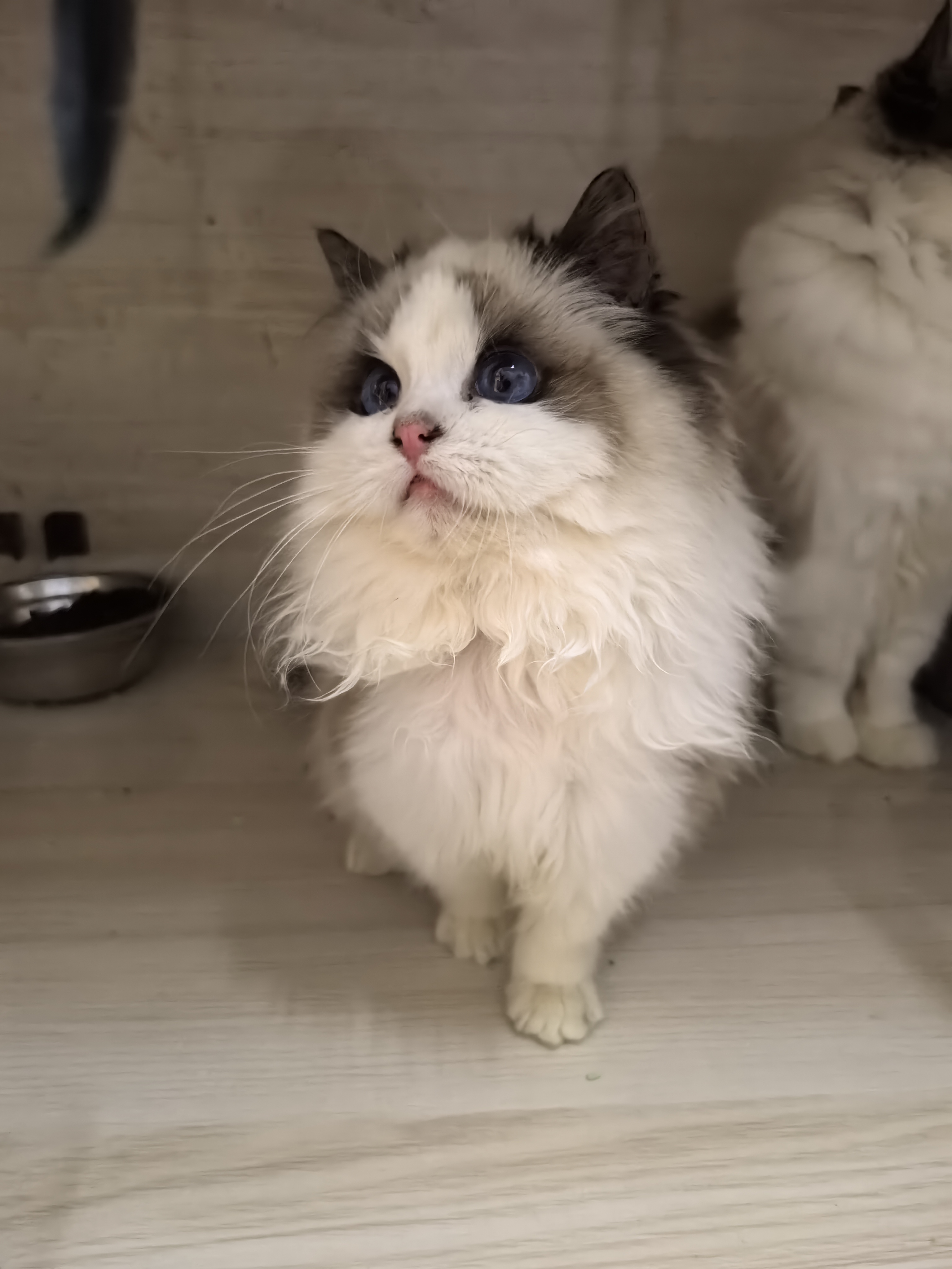 完美的布偶猫，开脸，毛色非常好，眼睛是深度蓝色，喜欢的就拿走吧，寻找好人